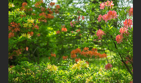 Rhododendron (Rhododendron spec.)