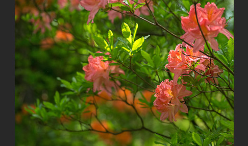 Rhododendron (Rhododendron spec.)