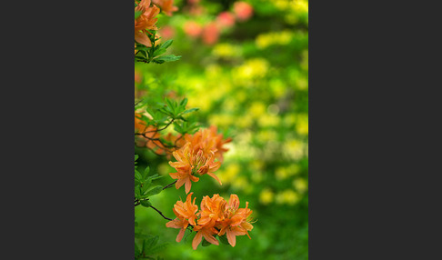 Rhododendron (Rhododendron spec.)