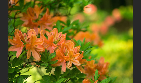 Rhododendron (Rhododendron spec.)