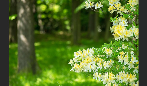 Rhododendron (Rhododendron spec.)