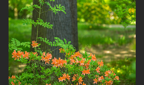 Rhododendron (Rhododendron spec.)