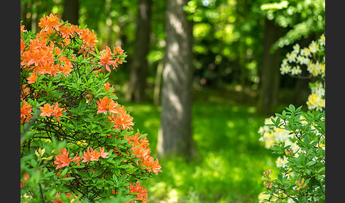 Rhododendron (Rhododendron spec.)