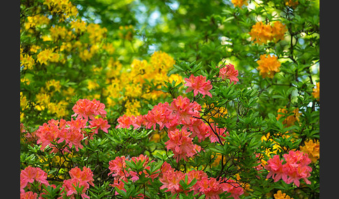 Rhododendron (Rhododendron spec.)