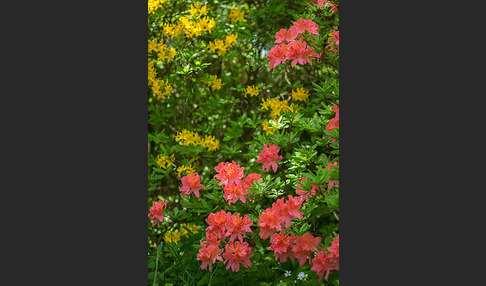 Rhododendron (Rhododendron spec.)