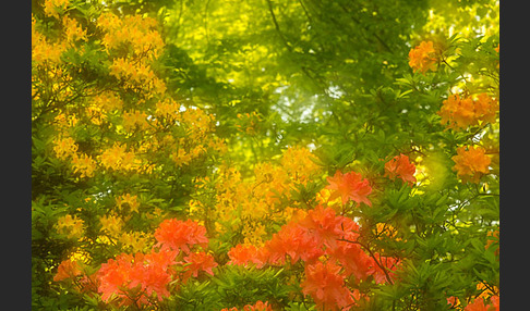 Rhododendron (Rhododendron spec.)