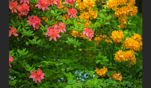 Rhododendron (Rhododendron spec.)