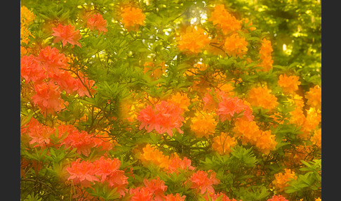 Rhododendron (Rhododendron spec.)