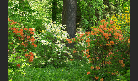 Rhododendron (Rhododendron spec.)