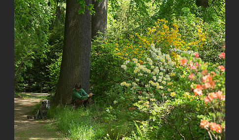 Rhododendron (Rhododendron spec.)