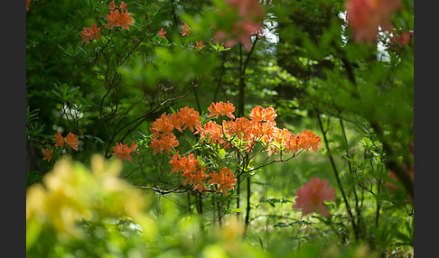 Rhododendron (Rhododendron spec.)