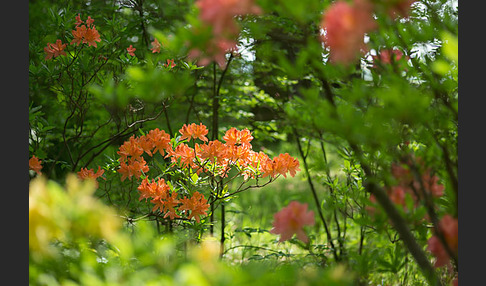 Rhododendron (Rhododendron spec.)