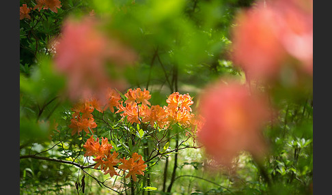 Rhododendron (Rhododendron spec.)