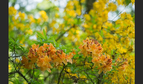 Rhododendron (Rhododendron spec.)