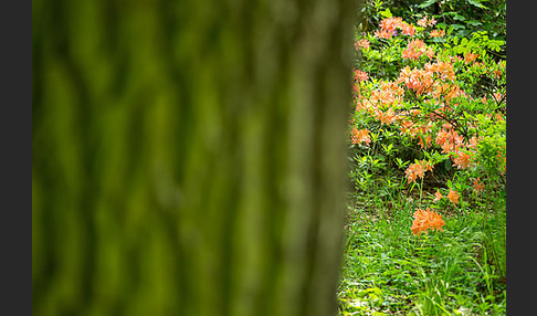 Rhododendron (Rhododendron spec.)