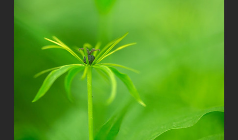 Einbeere (Paris quadrifolia)