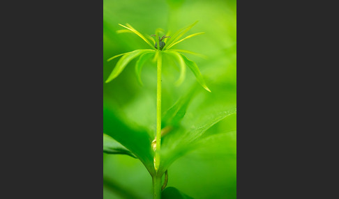 Einbeere (Paris quadrifolia)