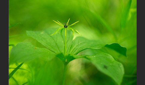 Einbeere (Paris quadrifolia)