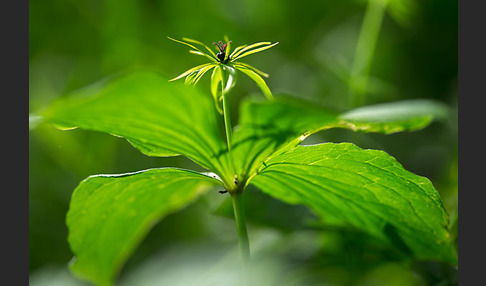 Einbeere (Paris quadrifolia)