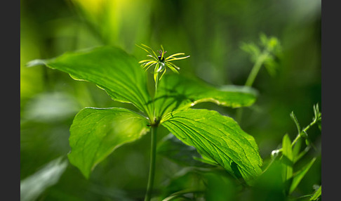 Einbeere (Paris quadrifolia)