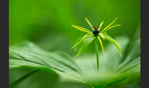 Einbeere (Paris quadrifolia)