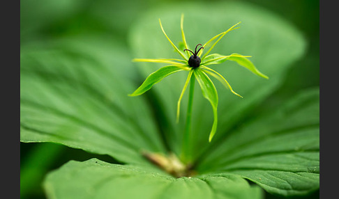 Einbeere (Paris quadrifolia)