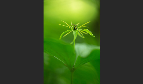 Einbeere (Paris quadrifolia)