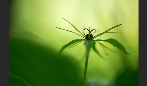 Einbeere (Paris quadrifolia)