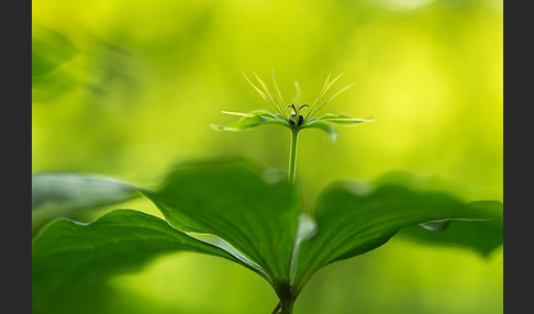 Einbeere (Paris quadrifolia)