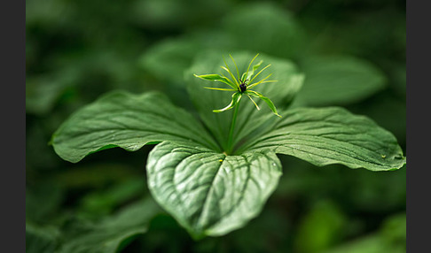 Einbeere (Paris quadrifolia)