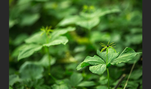 Einbeere (Paris quadrifolia)