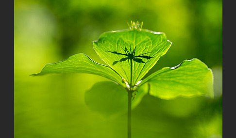 Einbeere (Paris quadrifolia)