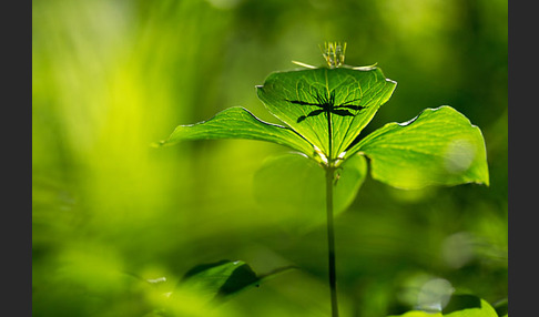 Einbeere (Paris quadrifolia)