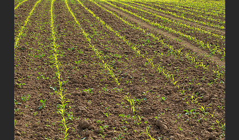 Intensive Landwirtschaft (industrial agriculture)