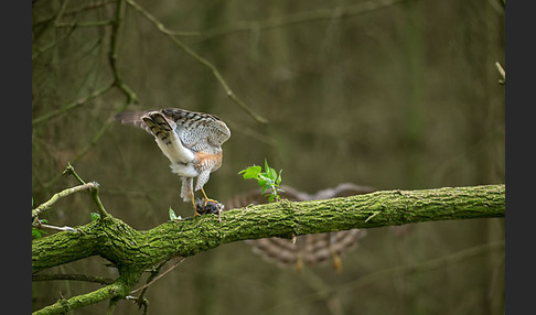 Sperber (Accipiter nisus)