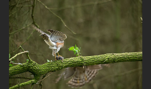 Sperber (Accipiter nisus)