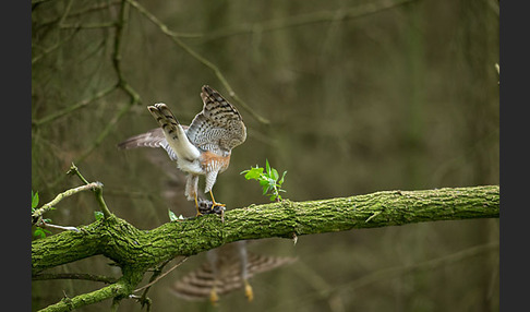 Sperber (Accipiter nisus)