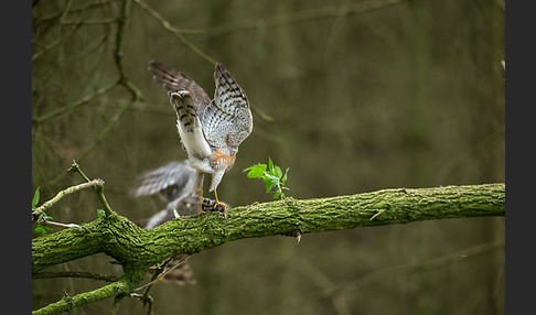 Sperber (Accipiter nisus)