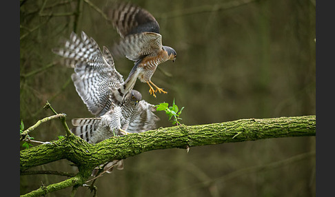 Sperber (Accipiter nisus)