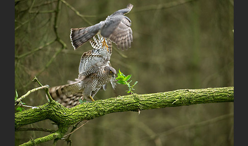 Sperber (Accipiter nisus)