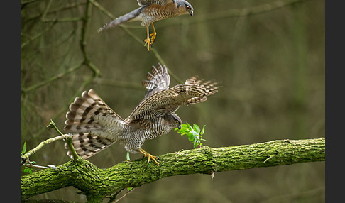 Sperber (Accipiter nisus)