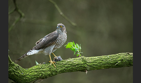 Sperber (Accipiter nisus)