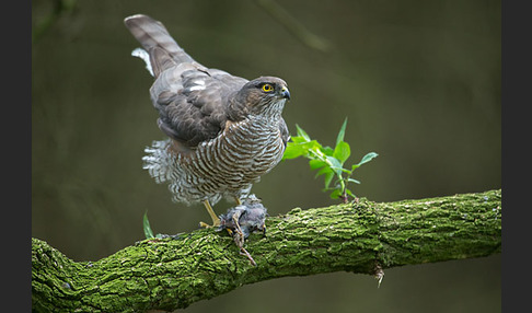 Sperber (Accipiter nisus)