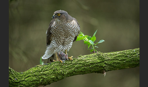 Sperber (Accipiter nisus)