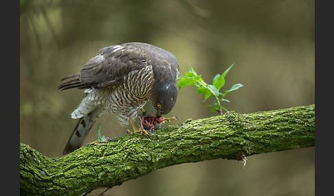 Sperber (Accipiter nisus)