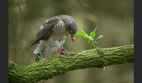 Sperber (Accipiter nisus)