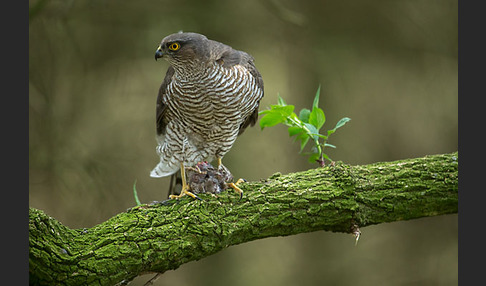 Sperber (Accipiter nisus)