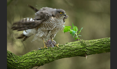 Sperber (Accipiter nisus)