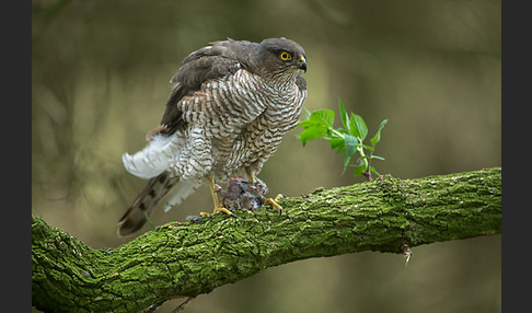 Sperber (Accipiter nisus)