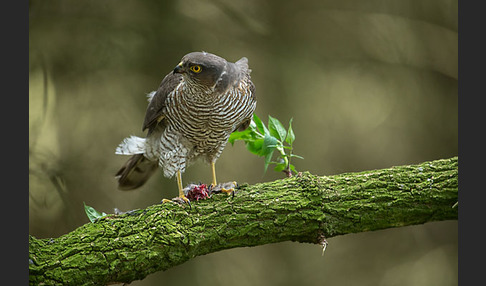 Sperber (Accipiter nisus)